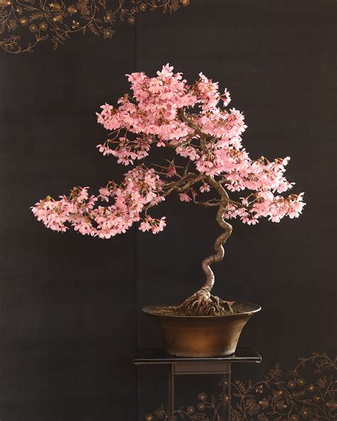 Top 8: Cherry blossom Bonsai (Sakura)