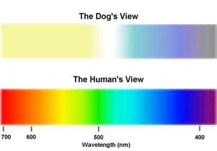 How dogs see and how their vision works is radically different from human vision - 14 - Dog ...