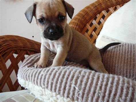 Chihuahua French bulldog mix!! OMG!! | things I need! | Pinterest | French bulldog, Chihuahua ...