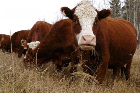 Checking cattle for pregnancy: Rectal palpation versus ultrasound