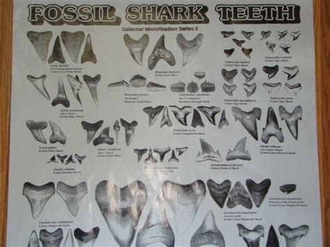 Sharksteeth.com : ** Poster book Megalodon Shark teeth tooth ID fossil