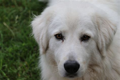 Maremma Sheepdog Dog Pet Maremmano - Free photo on Pixabay - Pixabay