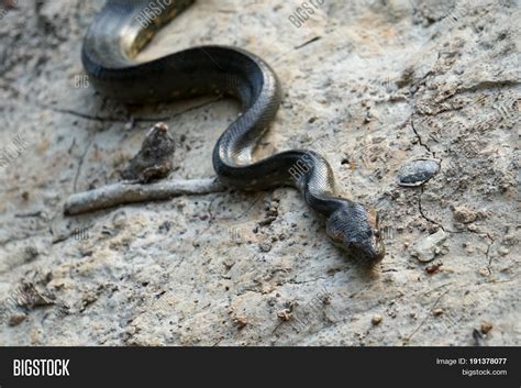 Anaconda. Black Snake Image & Photo (Free Trial) | Bigstock