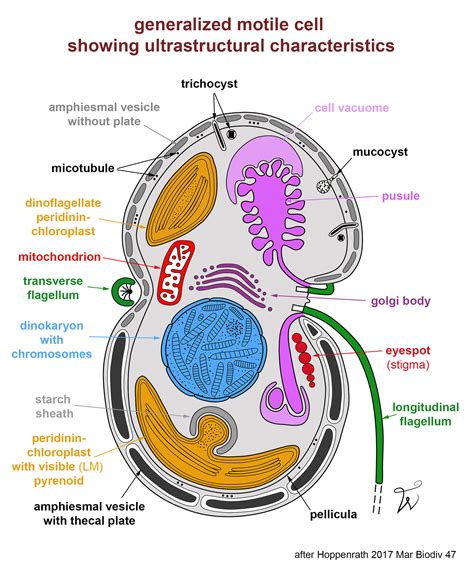 Dinoflagellates Structure