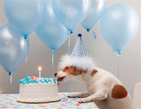 17 Birthday Memes For Your Dog That Will Have You Barking With Laughter