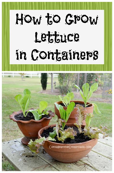 How to Grow Lettuce in Containers Hydroponic Gardening, Hydroponics, Organic Gardening ...