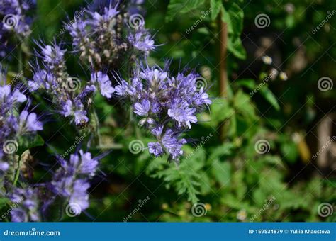 Fluffy Flower Phacelia Blue Honey Plant in the Garden Stock Image - Image of nectar, bees: 159534879