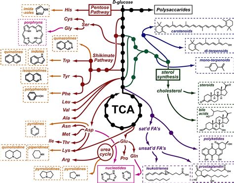 A "Chemical Structure Map" of Metabolism (for tracing biosynthetic ...