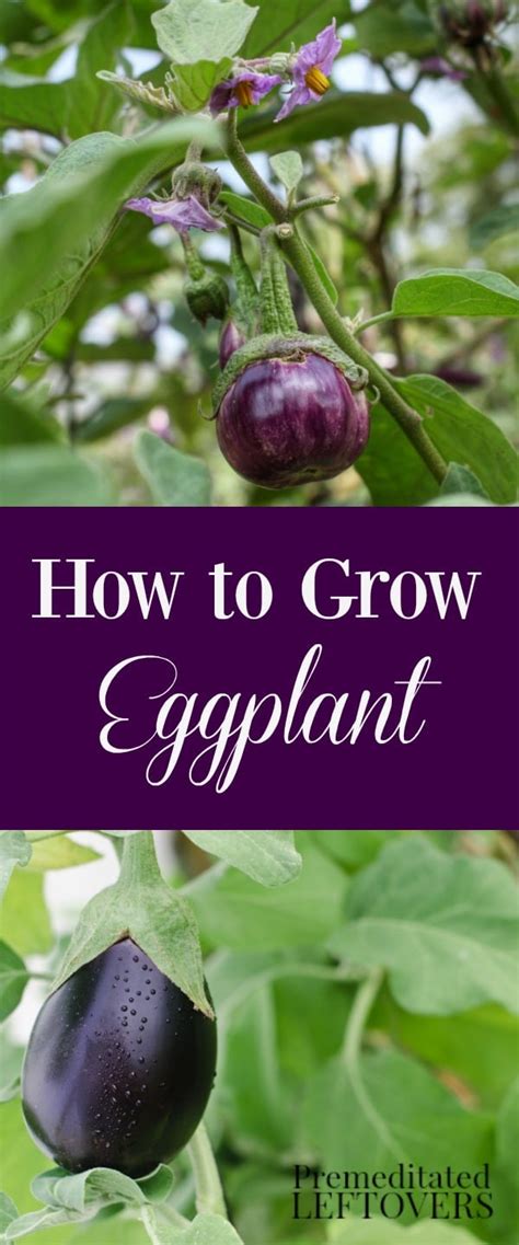 How to Grow Eggplant in Your Garden - From Seed to Harvest