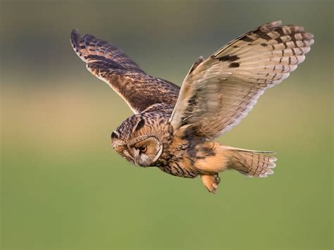 Long-eared Owl in Flight | Long eared owl, Owl, Owl pictures