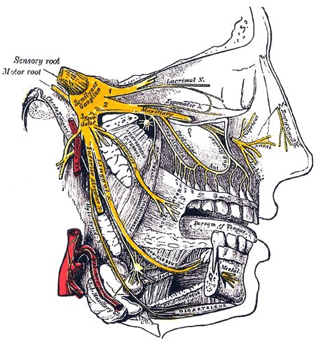 Trigeminal nerve | Psychology Wiki | FANDOM powered by Wikia