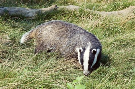 What Do Badgers Eat? (Diet & Facts)