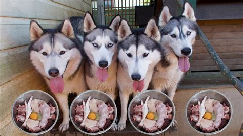 What Food Do Huskies Eat