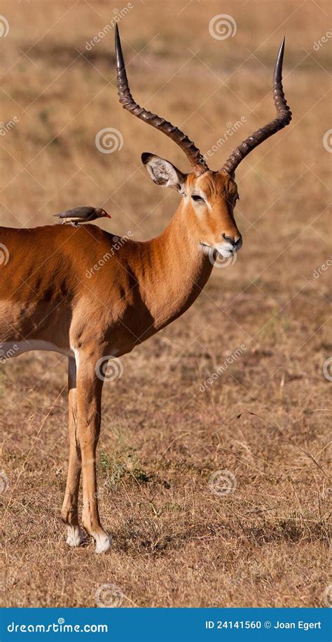 Impala Antelope with an Oxpecker Stock Photo - Image of antelope, aepyceros: 24141560