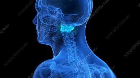 Atlas bone, illustration - Stock Image - F038/5383 - Science Photo Library