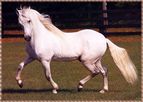 Paso Fino | Horses, Most beautiful horses, Horse pictures