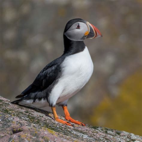 Birding Newfoundland with Dave Brown: Birds of Newfoundland: Atlantic ...