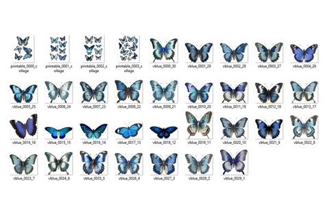 Blue Butterfly Species