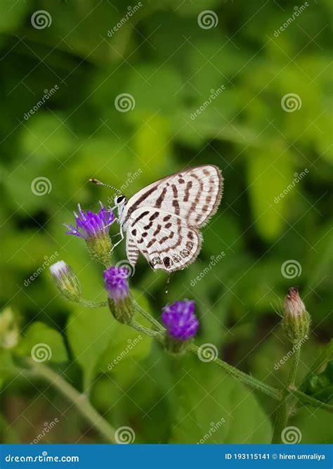 White Butterfly in the Garden 4k Photo Stock Image - Image of outdoor ...