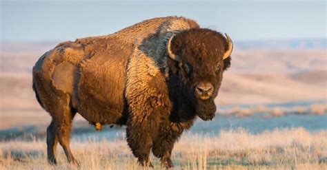 American Bison: Are Buffalo Extinct? - Wiki Point