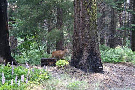 Acorn to Oak: Wildlife in Kings Canyon and Sequoia National park