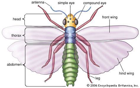 Art:The body of an insect has three main segments: the head, the thorax, and the abdomen. The ...