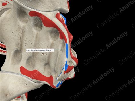 Insertion of Coccygeus Muscle | Complete Anatomy