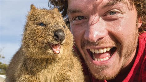 Best Quokka Selfie Guide - How To Take Animal Selfies - YouTube