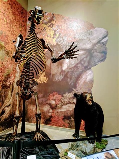 Gray Fossil Museum (TN): Top Tips Before You Go (with Photos) - TripAdvisor