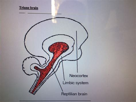 The Triune brain Theory Diagram | Quizlet