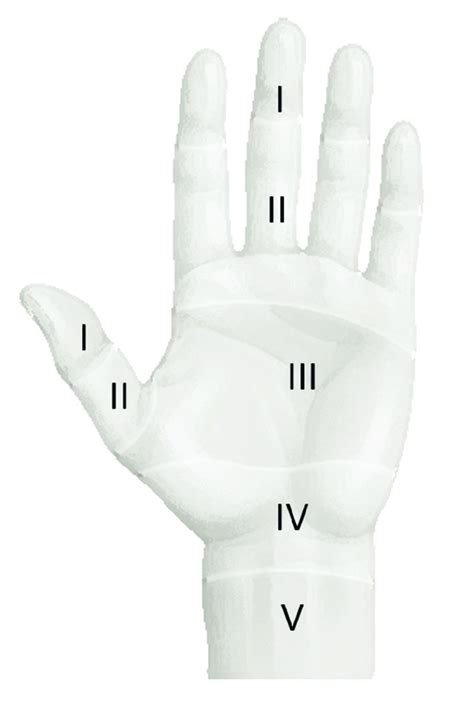 Flexor zones in the hand | Download Scientific Diagram