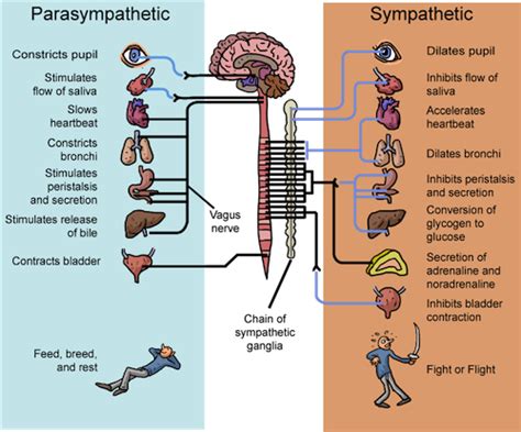 Fight-or-Flight vs. Rest and Digest- Which Mode Are You In? - | Fight or flight, Vagus nerve ...