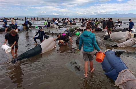 Over 400 whales in mass stranding on New Zealand beach