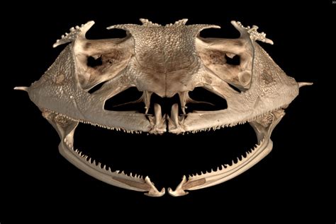 Taking a Bite Out of Oddball Tooth Evolution: Frogs Lost Teeth More ...