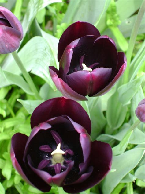 Black tulips by snoogaloo on DeviantArt