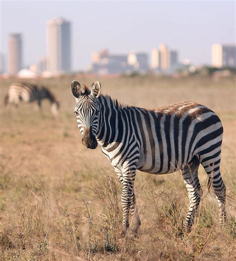 Wildlife pushed back as city encroaches on Nairobi national park | Zebras, Animals, Zebra