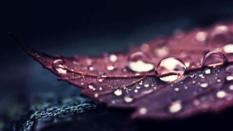 Closeup View Of Brown Leaf With Water Drops 4K HD Brown Aesthetic ...