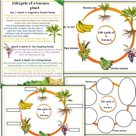 Banana Unit Study, Banana Life Cycle , Parts of Banana Plant, Banana Printable Activities ...