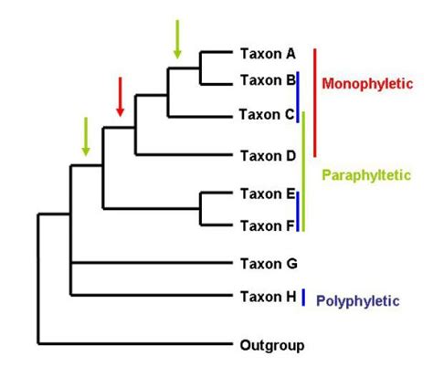 Identification of groupings of different species - ALL ABOUT EVOLUTION