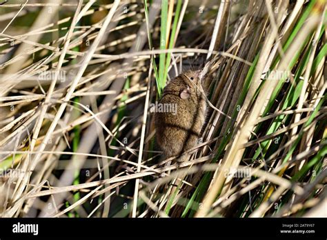 California Mice aka Peromyscus californicus Stock Photo - Alamy