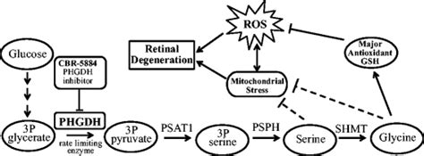 The de novo serine synthesis pathway. De novo serine biosynthesis... | Download Scientific Diagram