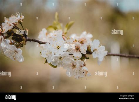 A closeup of the blooming Callery pear tree branch with white flowers. Pyrus calleryana Stock ...