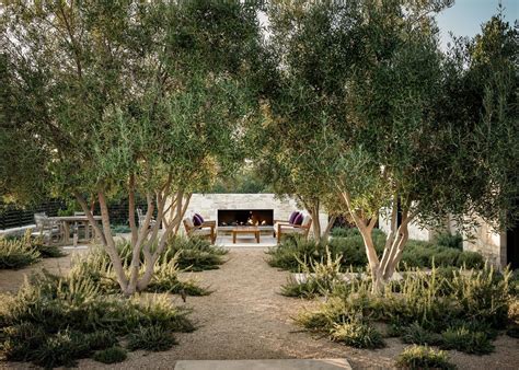 olive tree landscaping ideas - Lester Rangel