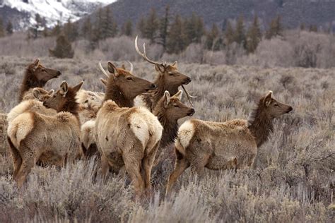 Elk Herd Photograph by Ken Meronek