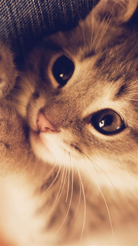 HD Cute Cat Android Wallpapers - Wallpaper Cave