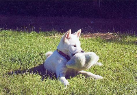 Kishu Ken Puppies For Sale - AKC PuppyFinder