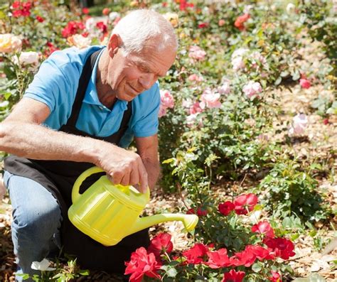 How To Take Care Of Rose Bushes In Summer? - Grower Today