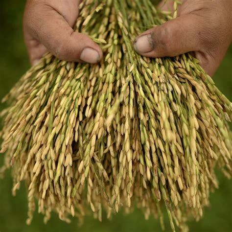 Philippines’ 300 heirloom rice varieties and their Hong Kong fans eager to serve them to diners ...