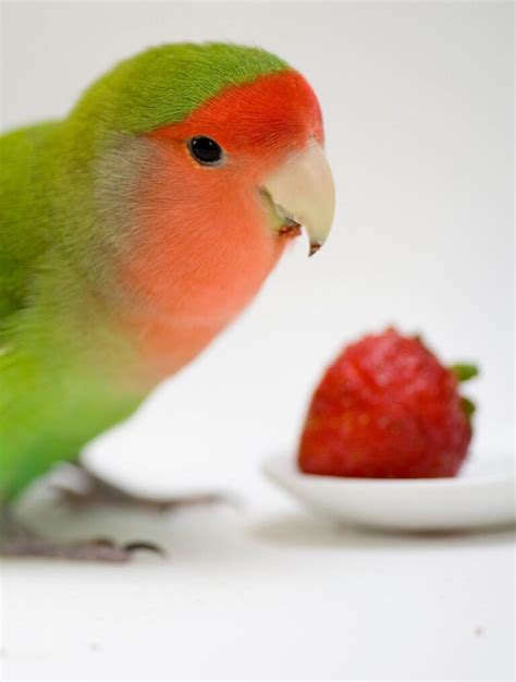 What Can Lovebirds Eat? 20 Household Foods For Your Bird - Psittacology