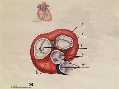 Heart Anatomy(4)-heart valves Quiz - By Seattle84